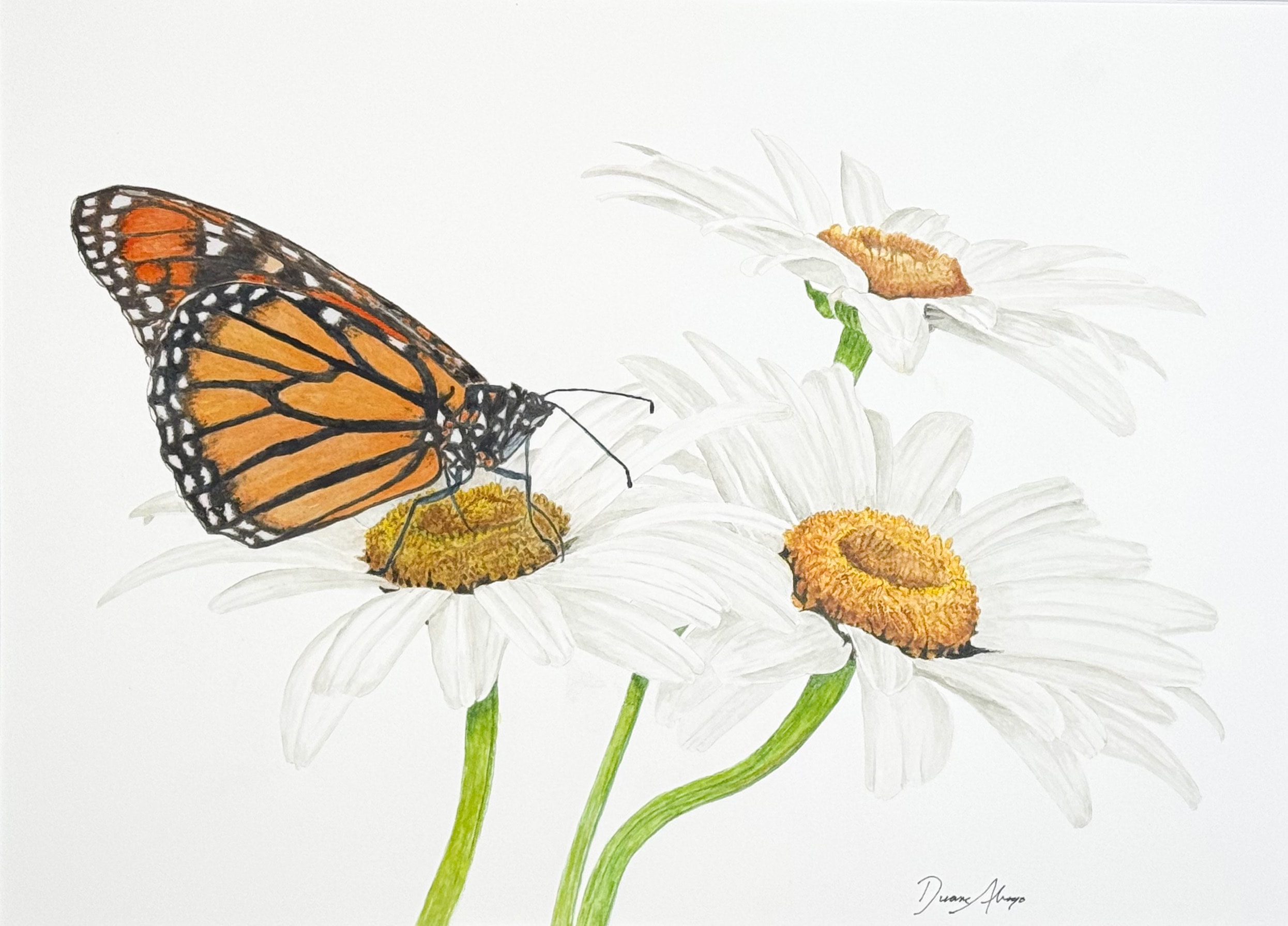 Monarch Butterfly with Daisies