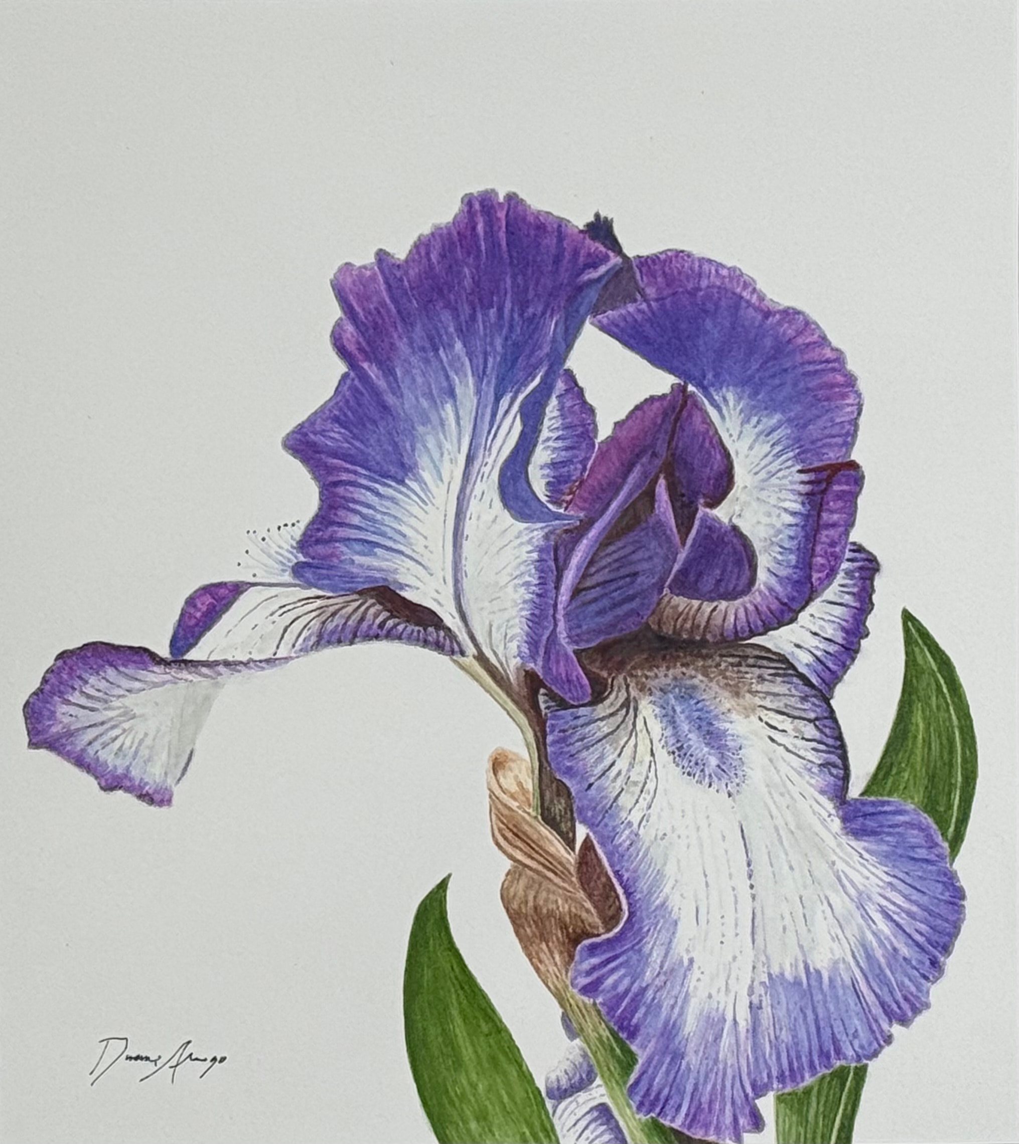Iris Flower