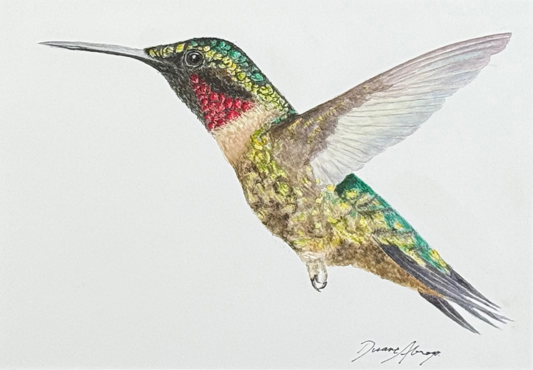 Red Throated Hummingbird