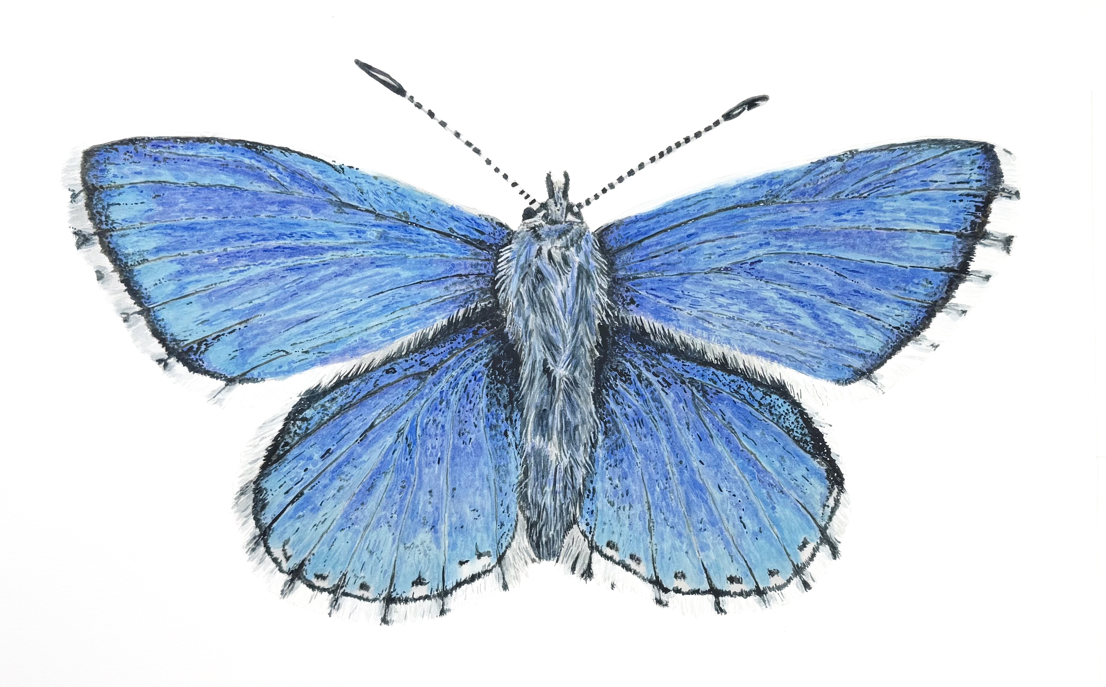 Blue Adonis Butterfly