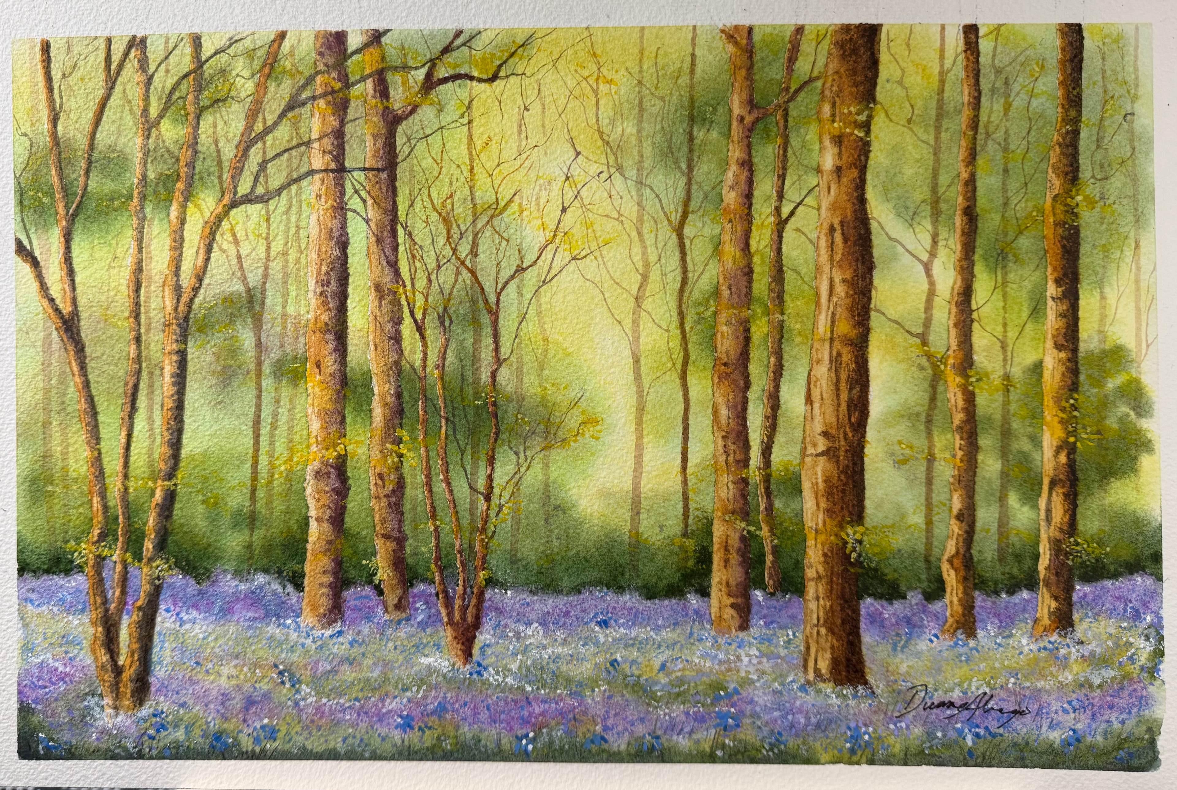 Bluebell Forest