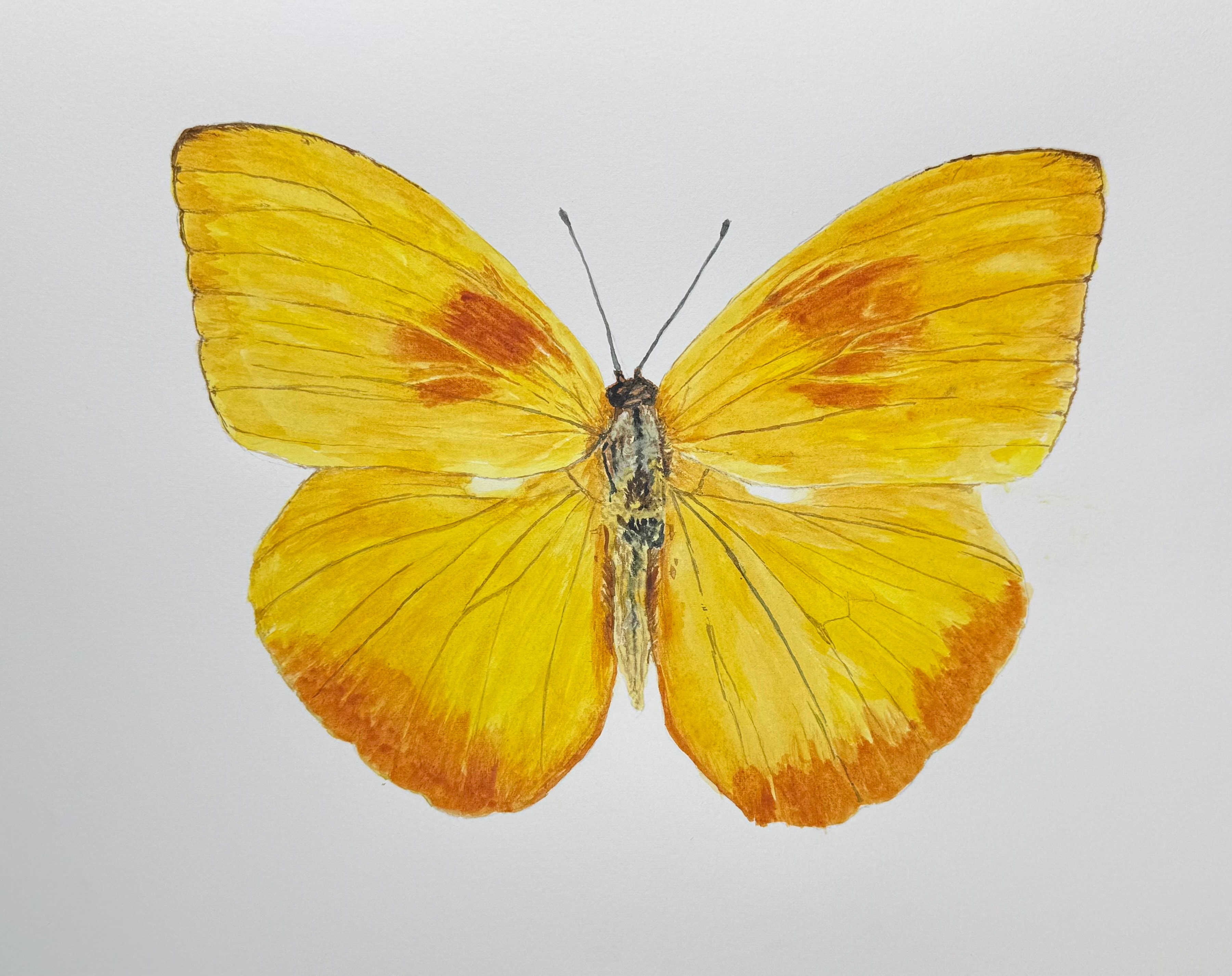 Yellow Butterfly