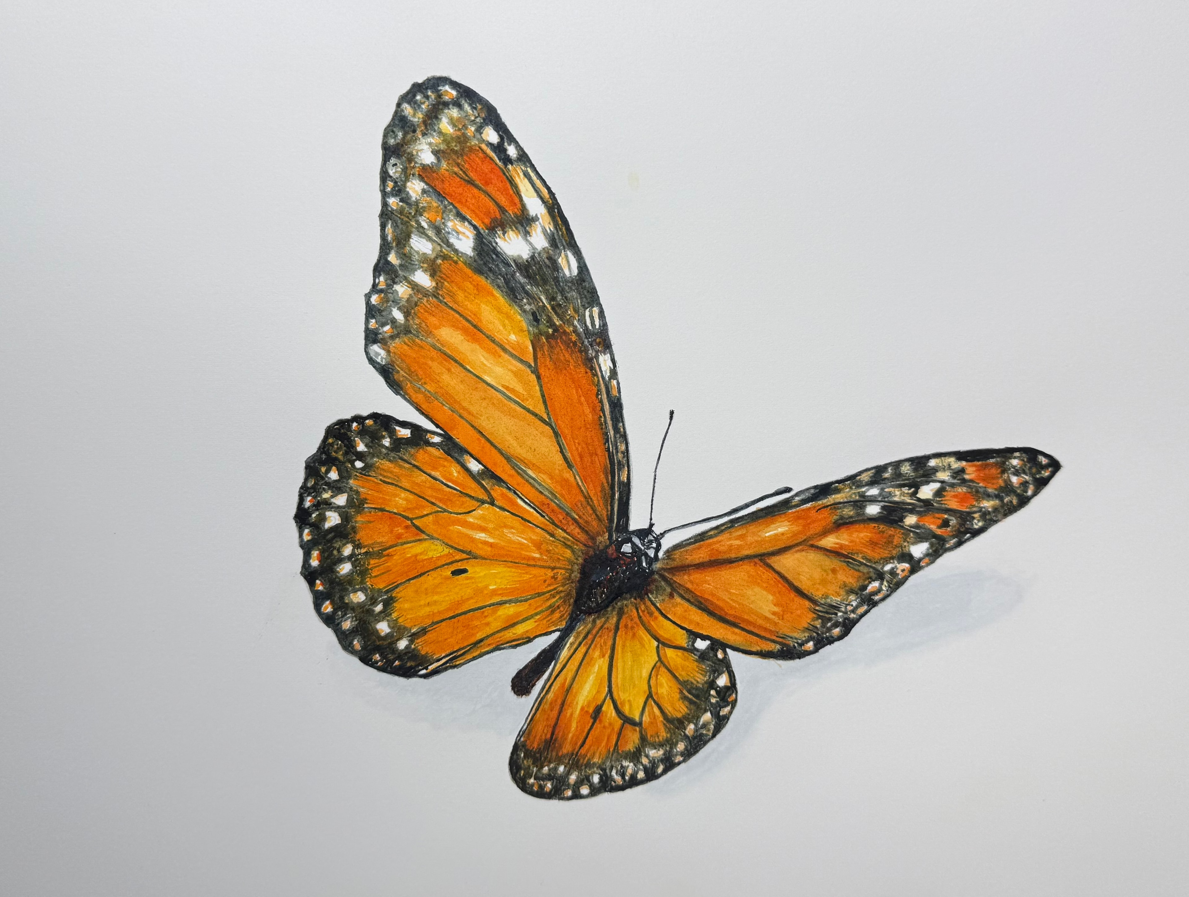 Monarch Butterfly