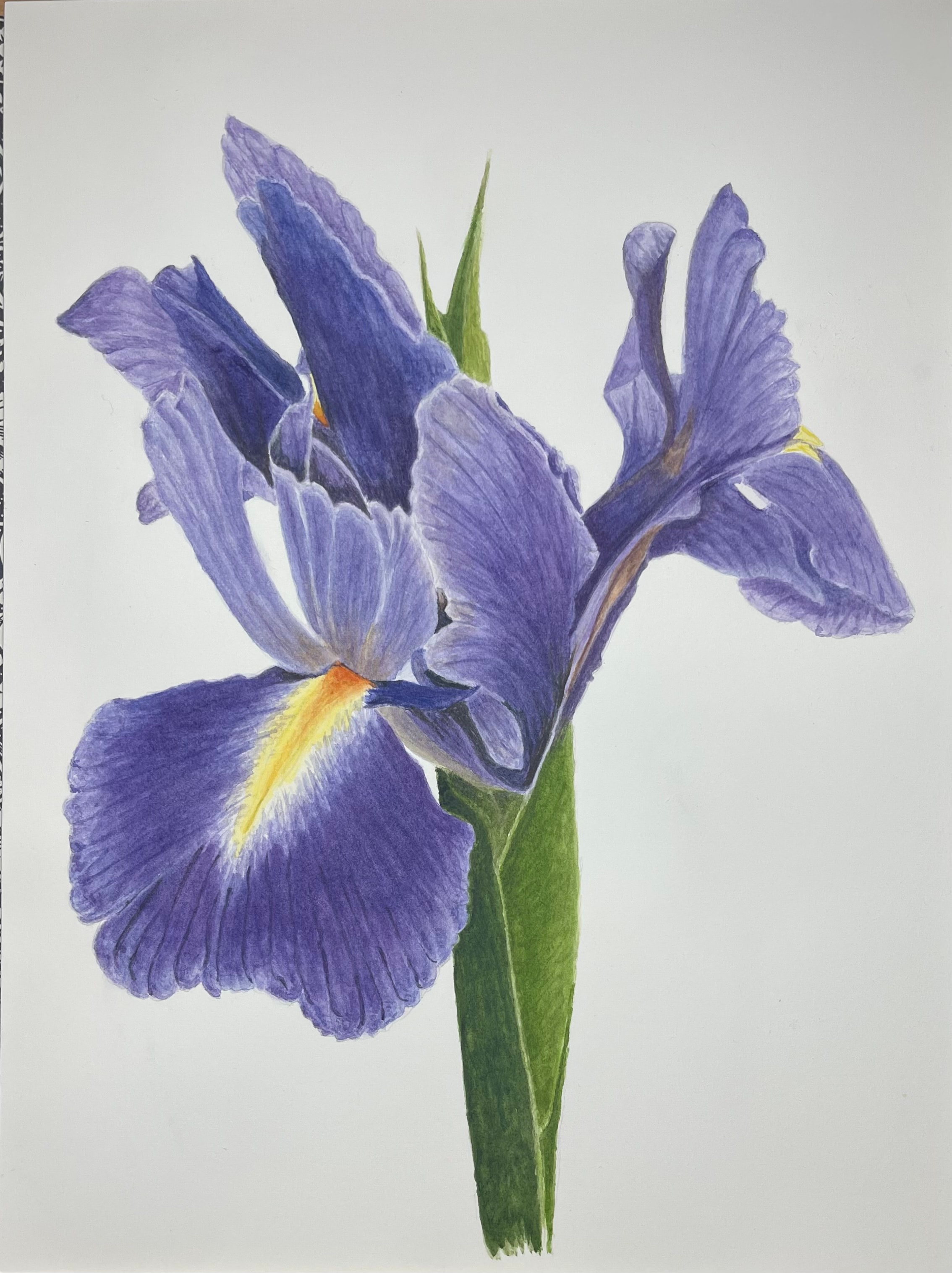 Purple Iris